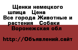 Щенки немецкого шпица › Цена ­ 20 000 - Все города Животные и растения » Собаки   . Воронежская обл.